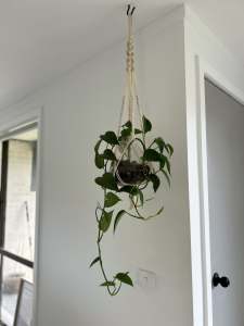 Hanging devils ivy in glass pot