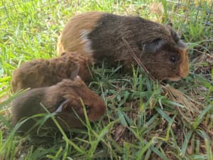 Sweet natured Female & Male baby Guinea Pigs for sale | Other Pets | Gumtree Australia Maroochydore Area - Conondale | 1306679585 Sweet natured Female & Male baby Guinea Pigs for sale | Other Pets | Gumtree Australia Maroochydore Area - Conondale | 1306679585
