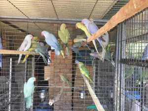 5 Pairs of Indian Ringnecks (10 Birds) for Sale