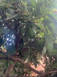 Mature Advocado Tree- 2nd year fruits(20 fruits)