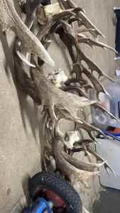 Deer antlers/ man cave hangers/ arts and crafts