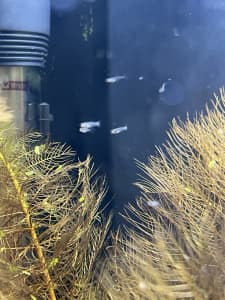 New born Guppies, duckweed, small leaf water plants
