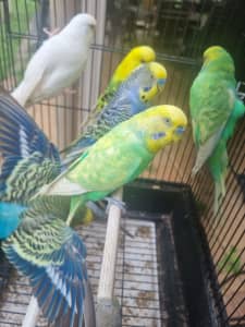 Budgies for Sale $25-35ea