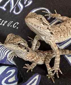 Baby Bearded Dragons - update - one little male dragon left 