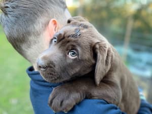 Chocolate Labrador Male Puppy (ONE LEFT)