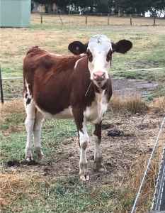 Hereford x friesian calves - 7 months old