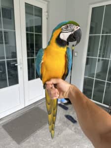 Blue & Yellow Macaw 
