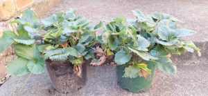 Strawberry plants in pots $4