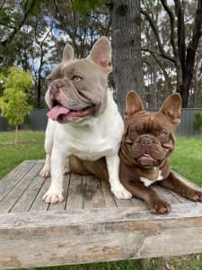 Frenchie adults available