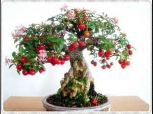 Brazilian Cherry (AKA Surinam Cherry) Plant in Pot