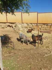 Goats for sale mixture of male and females 