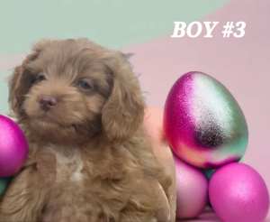 GORGEOUS TOY CAVOODLE PUPPIES