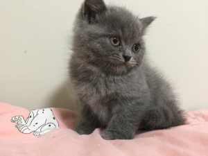 Pure British short hair Adorable Kitten, 8 weeks old, 1boy