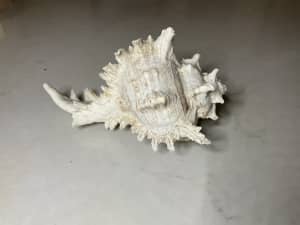 Large natural MUREX RAMOSOS sea shell