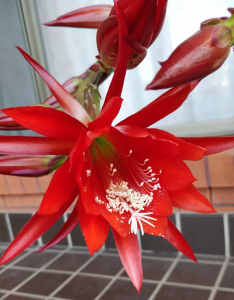 Epiphyllum Orchid Cactus / $10 each pot / no offers / no hold