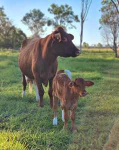 Illawarra Cow & Calf Unit