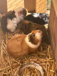 Guinea Pigs males and females