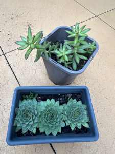 Succulent plants…$15 the lot