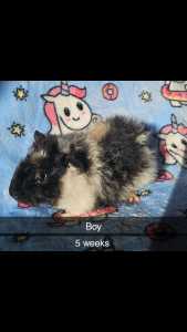 GUINEA PIGS FOR SALE
