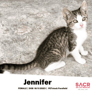 Available for Adoption - Jennifer! (@ PETstock Parafield)