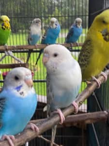 Young budgies