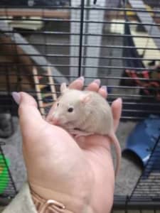 Gumtree clearance pet rats