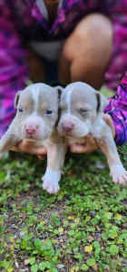 AMERICAN BULLY PUPPYS - ABKC REGISTERED