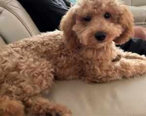 6 month old Toy cavoodle