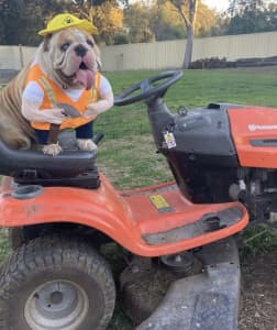 Aussie Bulldog