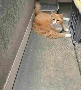 Ginger and white male cat