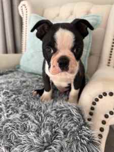 Boston Terrier Pure Bred Pup with PEDIGREE PAPERS