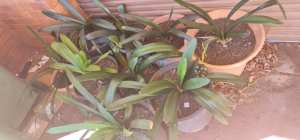 Clivia plants for sale 