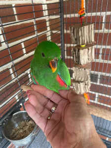 Eclectus male 5 months old. Talking friendly. Stepping up.Cones with.