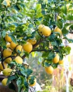 Advanced Dwarf Lemon Eureka 25 cm pots Stock nethplant -Clyde