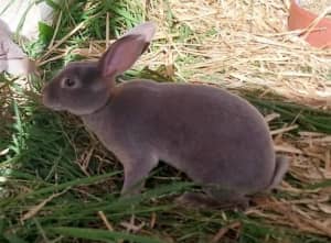 Purebred Mini Rex Rabbit