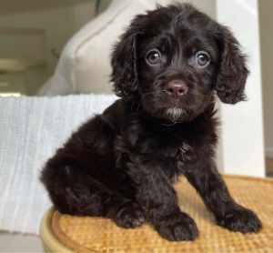 Cavoodle puppies / * LAST ONE - REGISTERED BREEDER, DNA TESTED