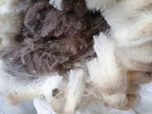 raw fleece from coloured wool sheep
