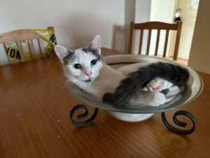 Son - Perth Animal Rescue inc vet work cat/kitten