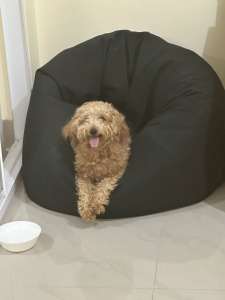 TOY POODLE 11 MONTHS