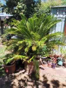 VERY LARGE CYCAD