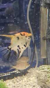 XL Tricolour angelfish. Tropical freshwater fish.