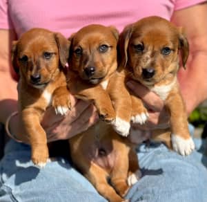 Dachshund x Jack Russell Puppies