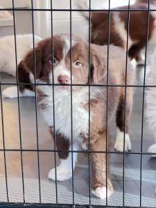 Beautiful Purebred Long Hair Border Collie Puppies Looking For Home