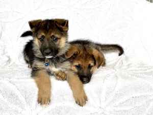 READY NOW Purebred Straight Back German Shepherd Puppies 