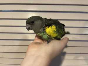 Super Cute Baby Hand Reared Meyers Parrot