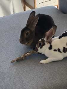 Rex Rabbits. Bonded pair, de-sexed females.