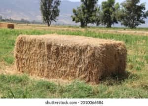 Large straw bales for garden mulch. 8ft x 4ft x 4ft 500kg