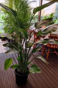 Huge bird of paradise nicolai plants in 30cm pot- 4 plants in a pot
