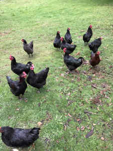 Australorp Roosters $15 Sold Pending Pick Up