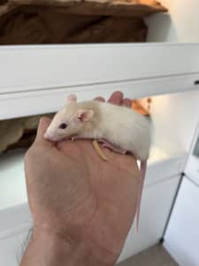 Pet Rats Hand Raised Tame Pet Rats